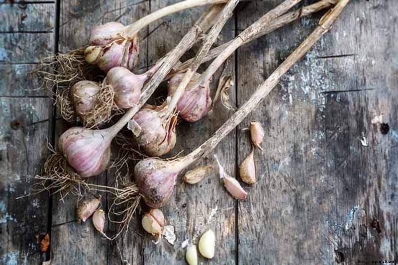 How to Plant and Grow Garlic in Your Veggie Patch
