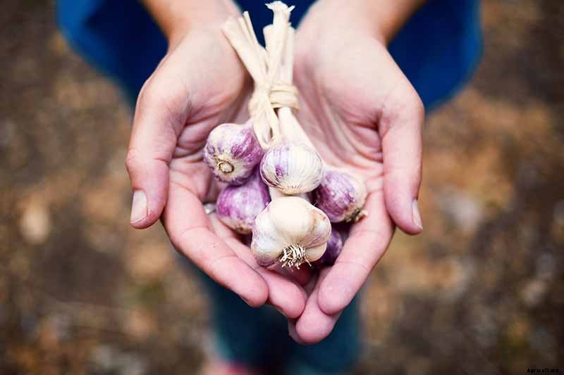 How to Plant and Grow Garlic in Your Veggie Patch
