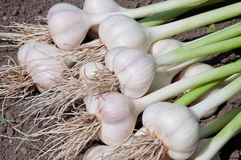 How to Plant and Grow Garlic in Your Veggie Patch