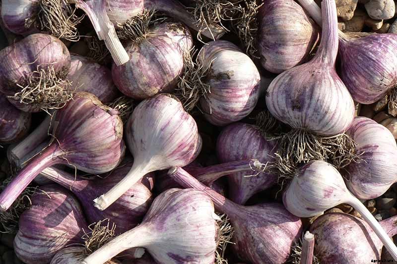 How to Plant and Grow Garlic in Your Veggie Patch