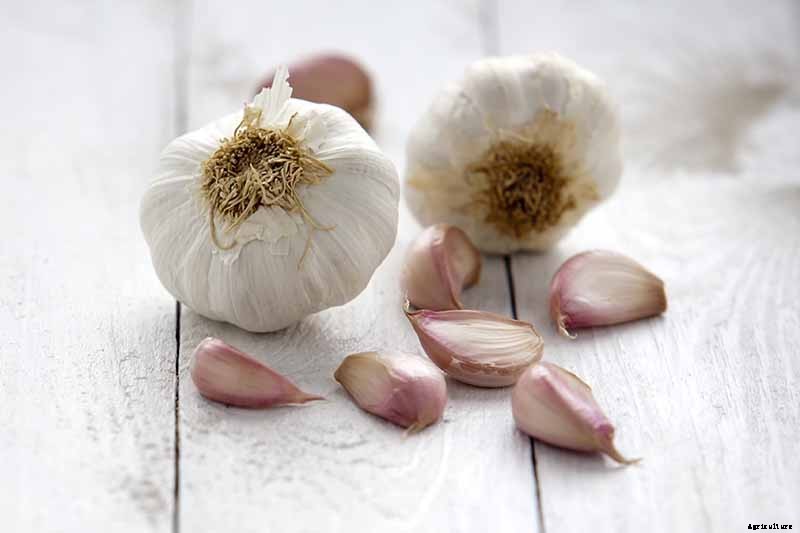 How to Plant and Grow Garlic in Your Veggie Patch