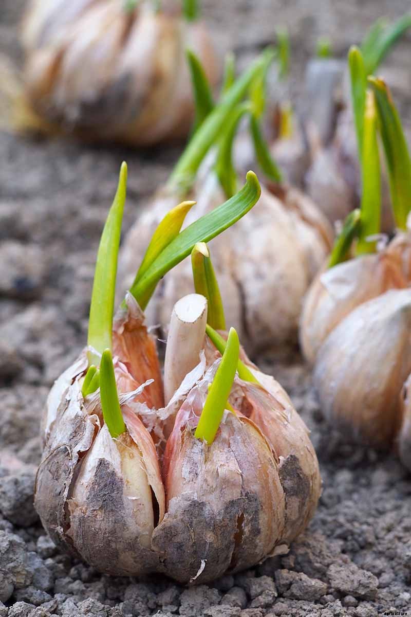 How to Plant and Grow Garlic in Your Veggie Patch