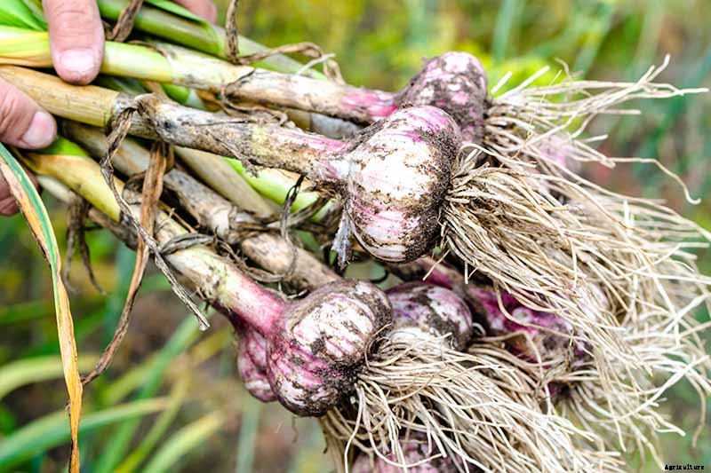How to Plant and Grow Garlic in Your Veggie Patch