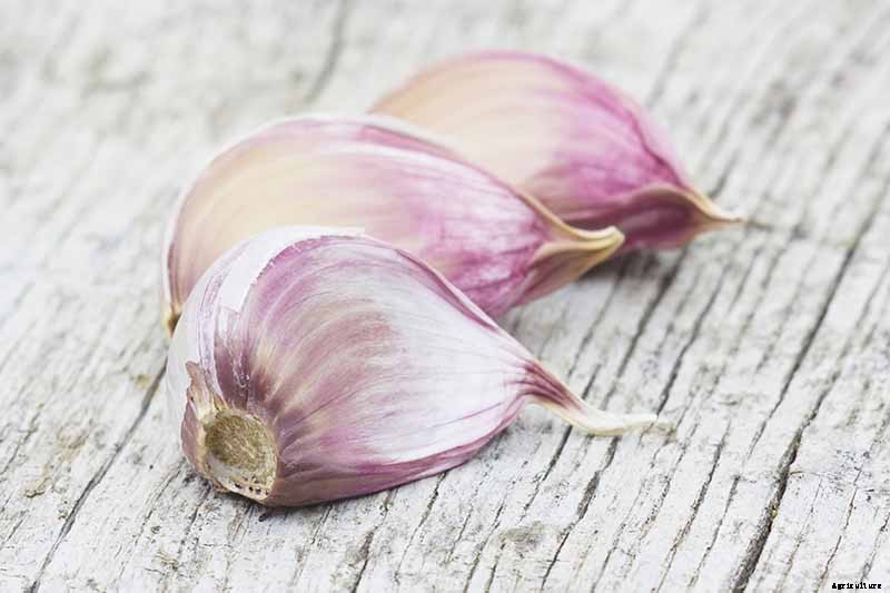 How to Plant and Grow Garlic in Your Veggie Patch