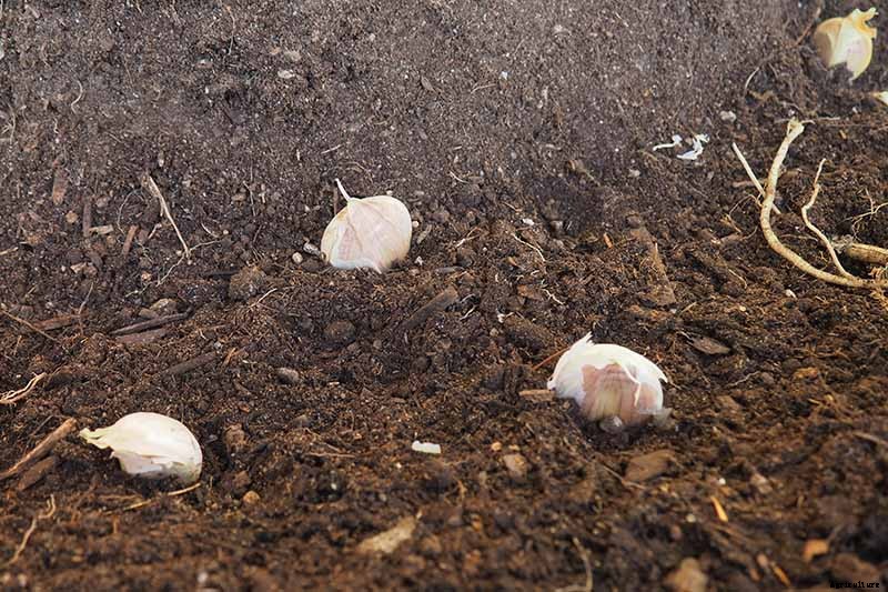 How to Plant and Grow Garlic in Your Veggie Patch