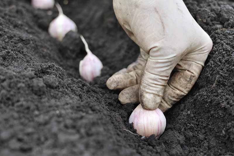 How to Plant and Grow Garlic in Your Veggie Patch