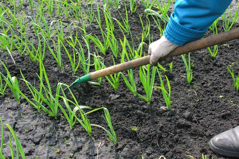 How to Plant and Grow Garlic in Your Veggie Patch