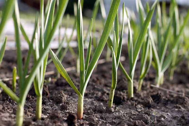How to Plant and Grow Garlic in Your Veggie Patch