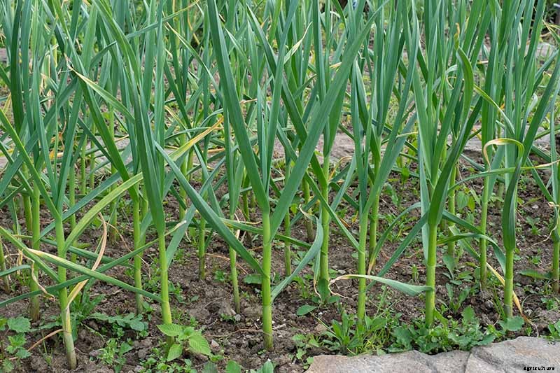 How to Plant and Grow Garlic in Your Veggie Patch