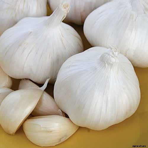 How to Plant and Grow Garlic in Your Veggie Patch