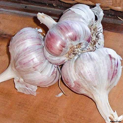 How to Plant and Grow Garlic in Your Veggie Patch
