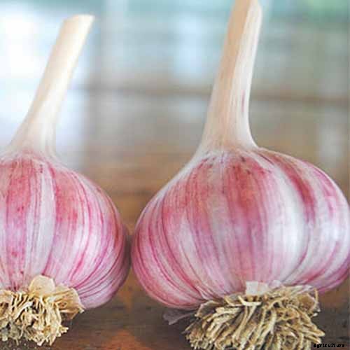How to Plant and Grow Garlic in Your Veggie Patch