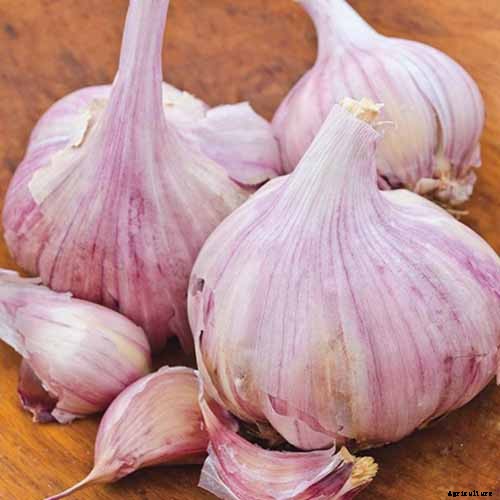 How to Plant and Grow Garlic in Your Veggie Patch