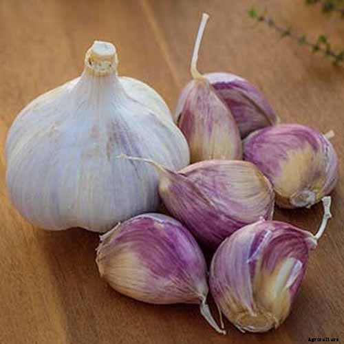 How to Plant and Grow Garlic in Your Veggie Patch