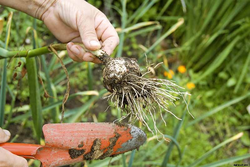 How to Plant and Grow Garlic in Your Veggie Patch