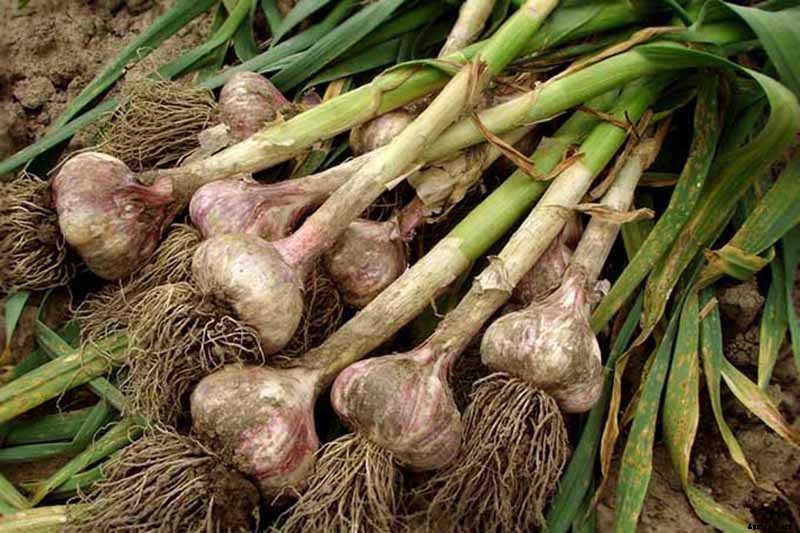 How to Plant and Grow Garlic in Your Veggie Patch