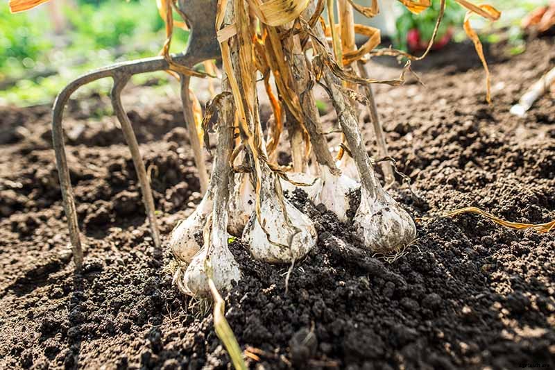 How to Plant and Grow Garlic in Your Veggie Patch