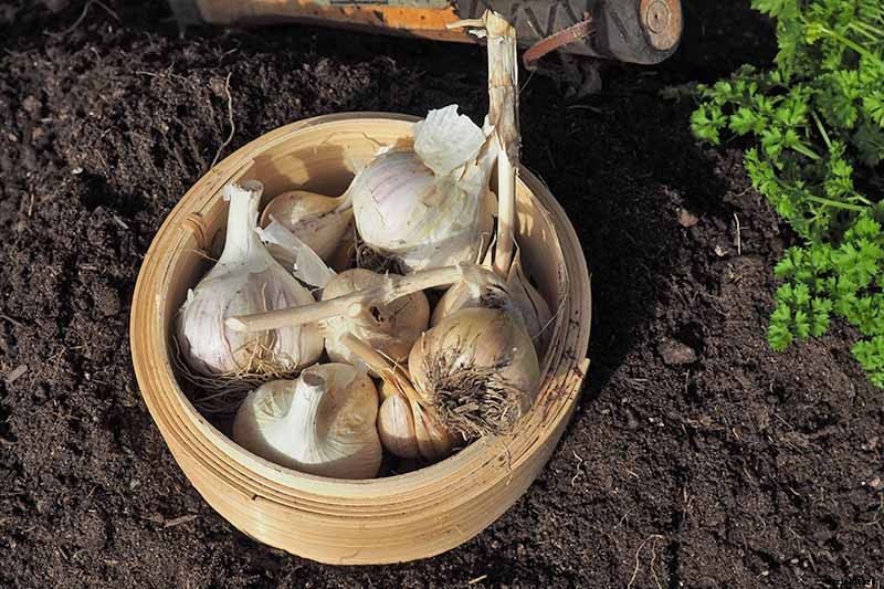 How to Plant and Grow Garlic in Your Veggie Patch