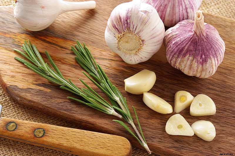 How to Plant and Grow Garlic in Your Veggie Patch