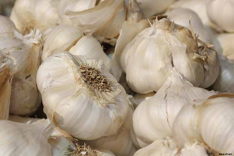How to Plant and Grow Garlic in Your Veggie Patch
