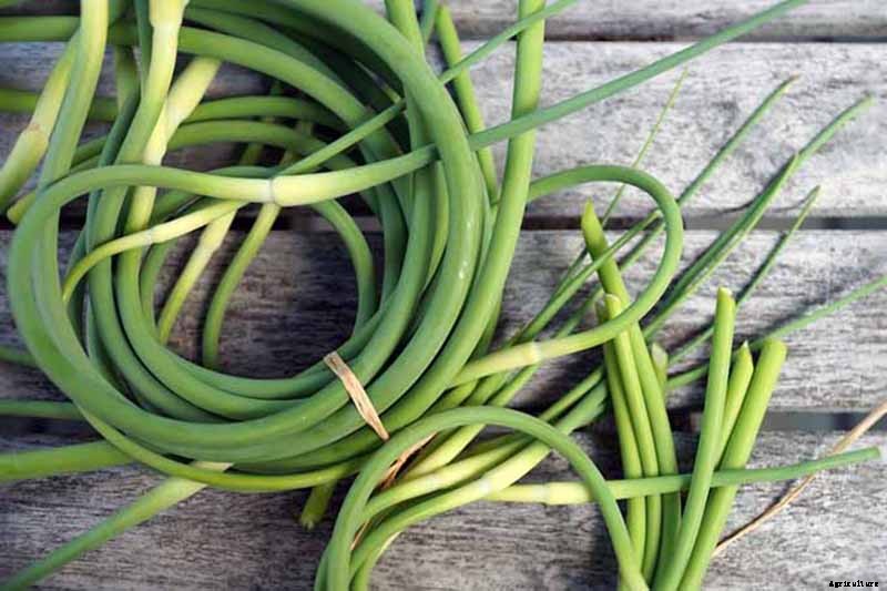 How to Plant and Grow Garlic in Your Veggie Patch