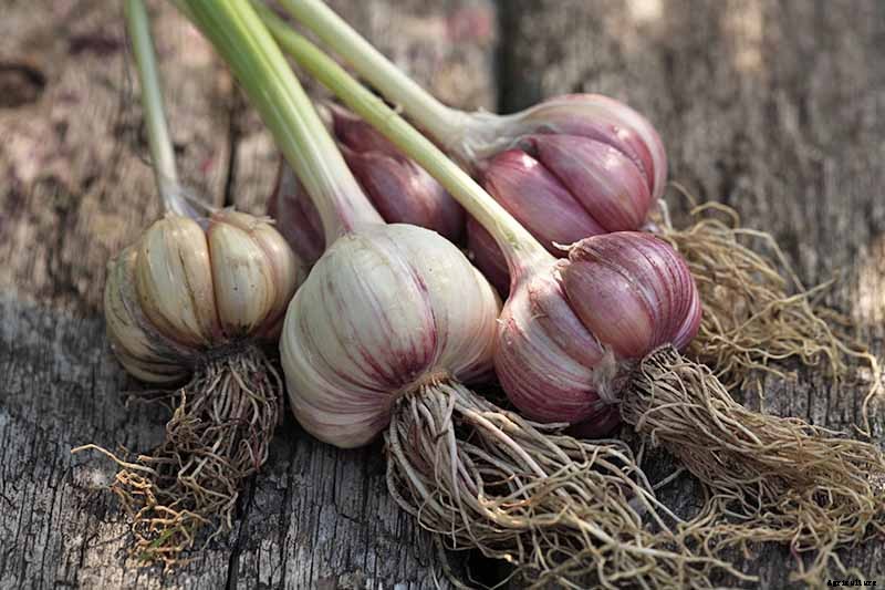 How to Plant and Grow Garlic in Your Veggie Patch