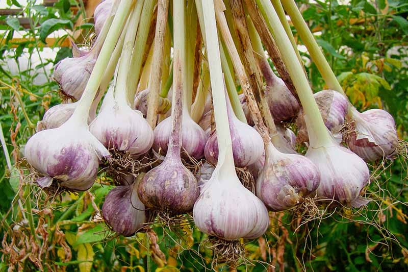 How to Plant and Grow Garlic in Your Veggie Patch