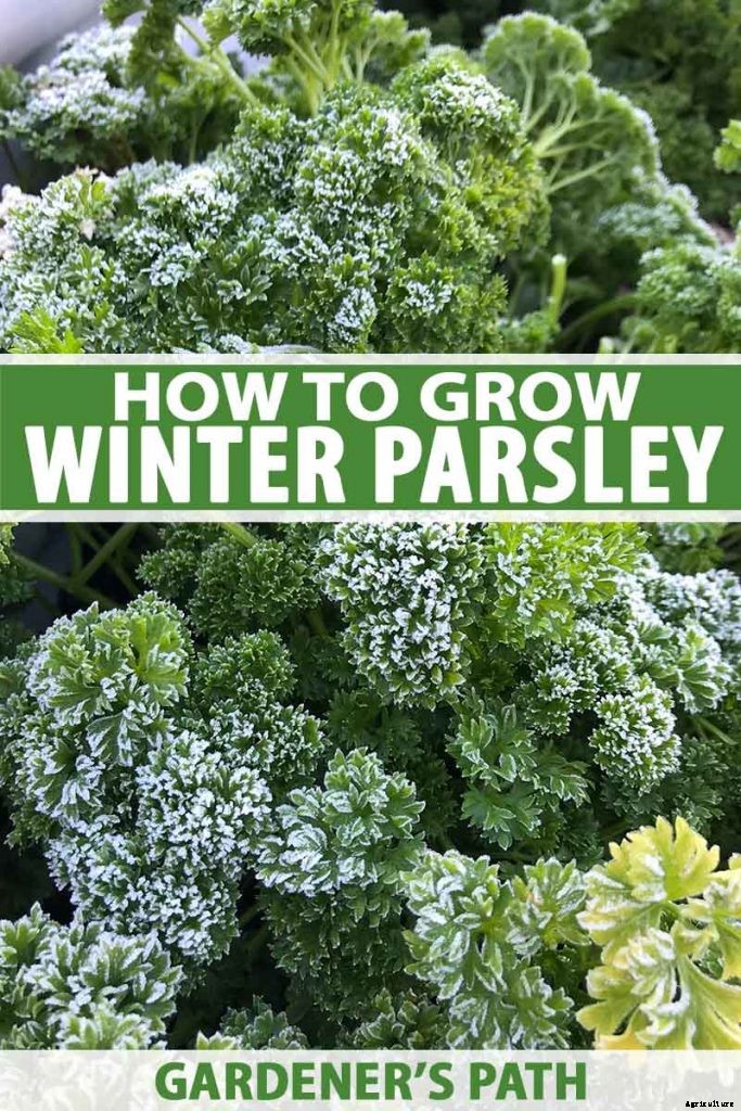 How to Grow Parsley in Winter