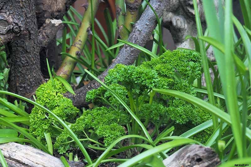 How to Grow Parsley in Winter