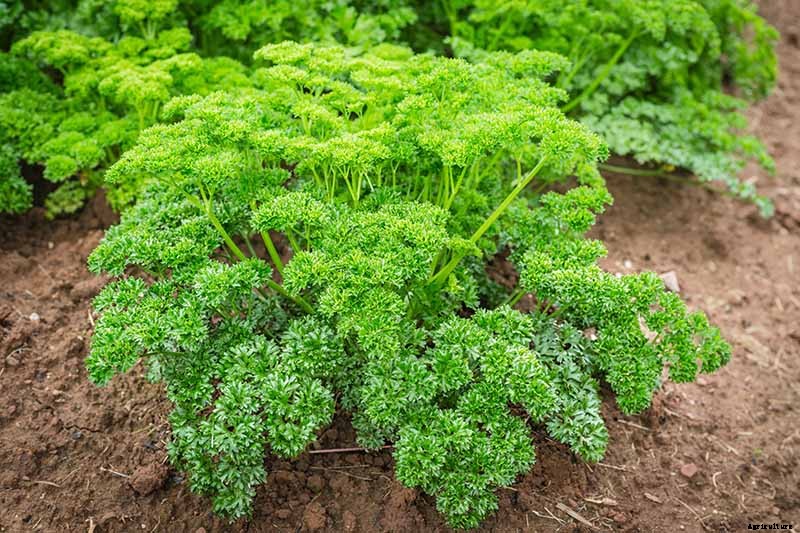 How to Grow Parsley in Winter