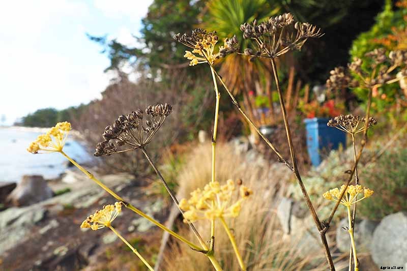 How to Grow Parsley in Winter