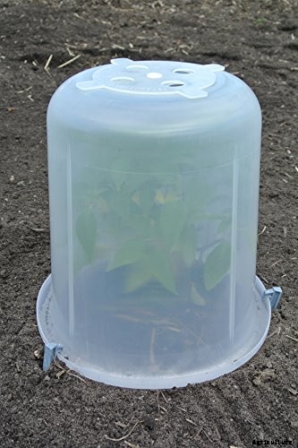 How to Grow Parsley in Winter