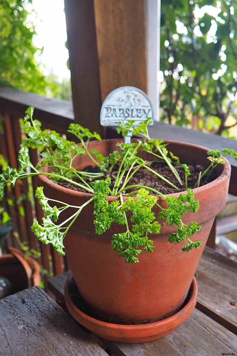 How to Grow Parsley in Winter