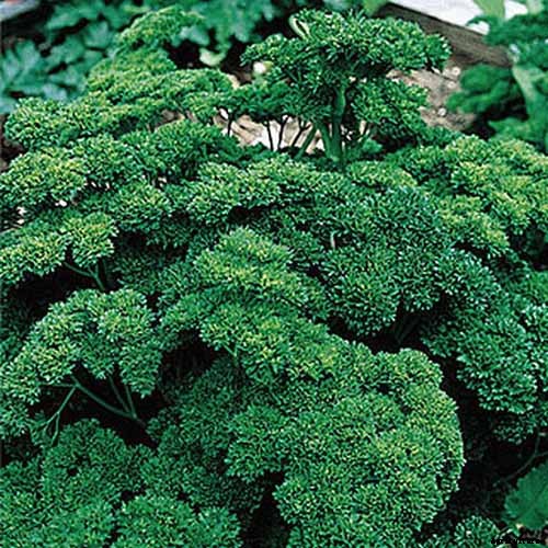How to Grow Parsley in Winter