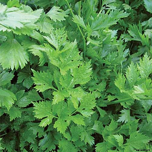 How to Grow Parsley in Winter