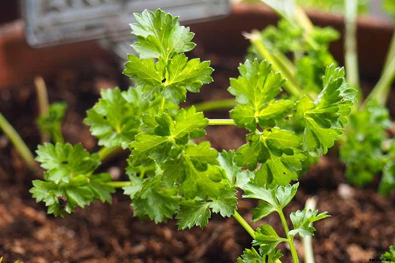 How to Grow Parsley in Winter