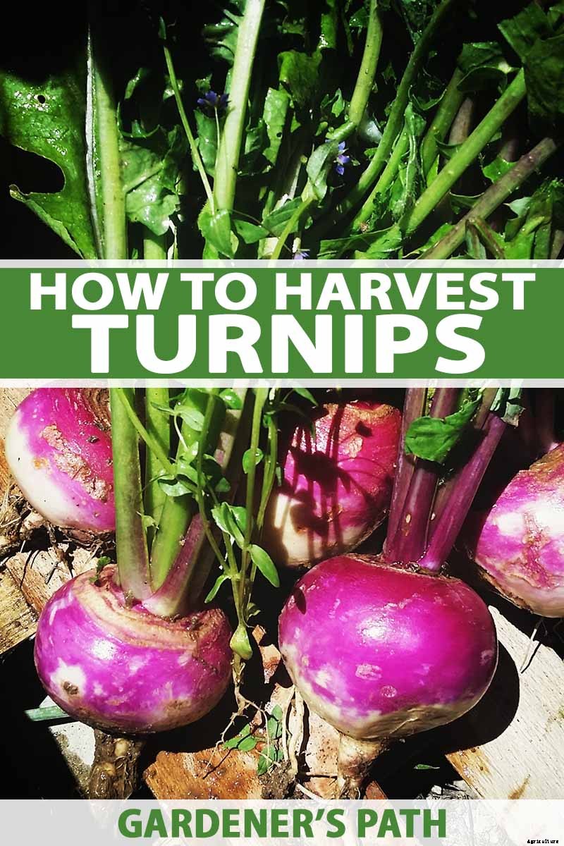 How to Harvest Turnips