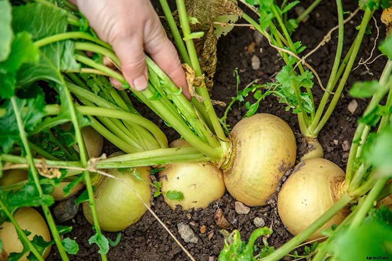 How to Harvest Turnips