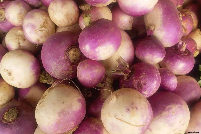 How to Harvest Turnips