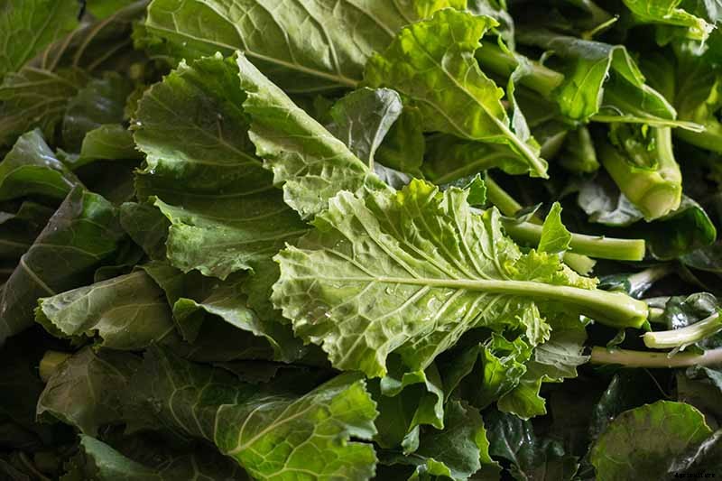 How to Harvest Turnips