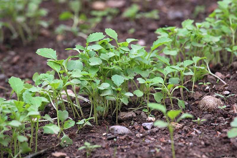 How to Harvest Turnips
