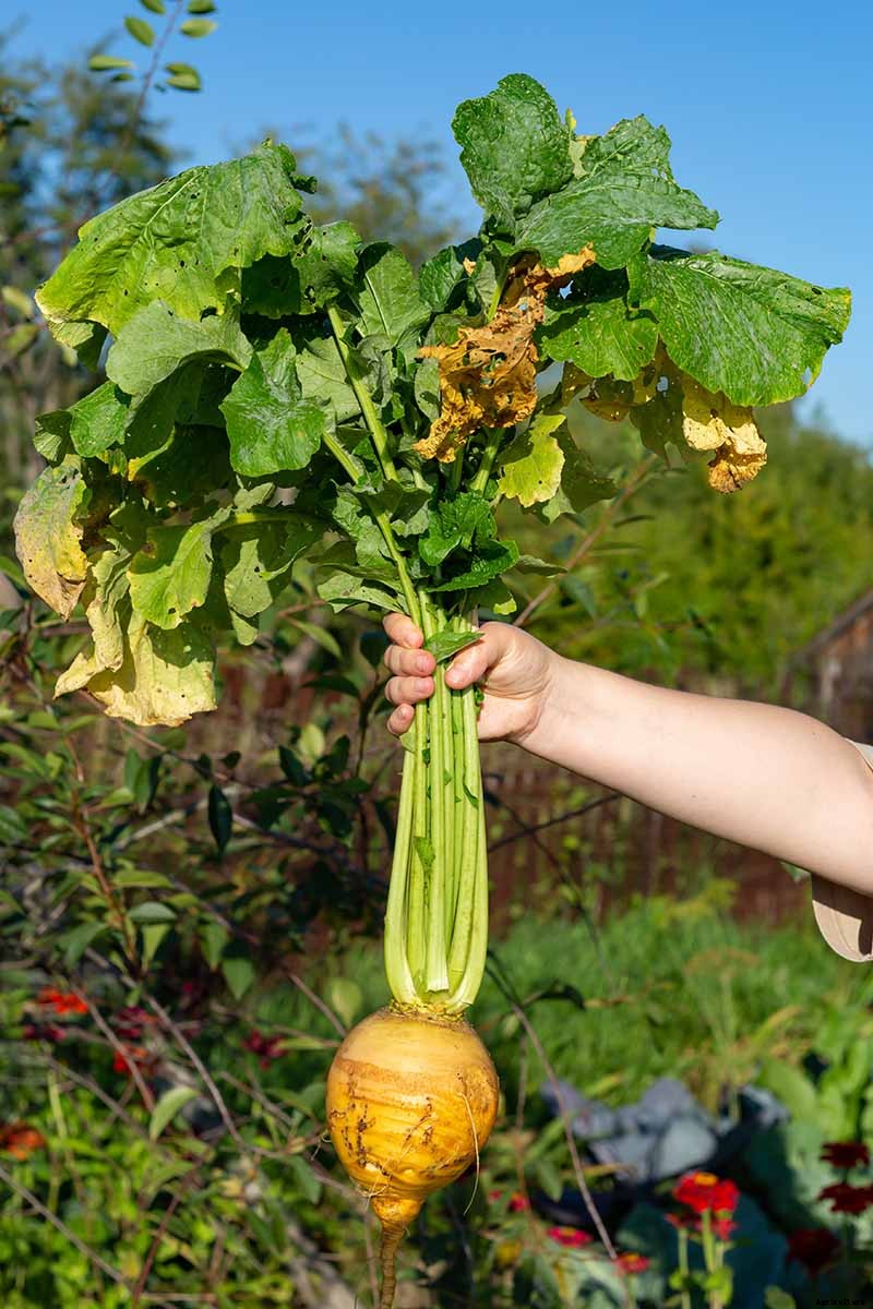 How to Harvest Turnips