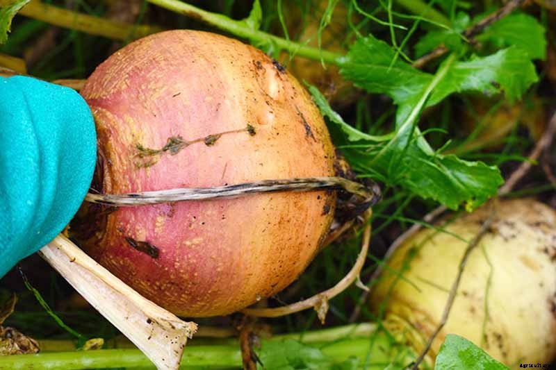 How to Harvest Turnips