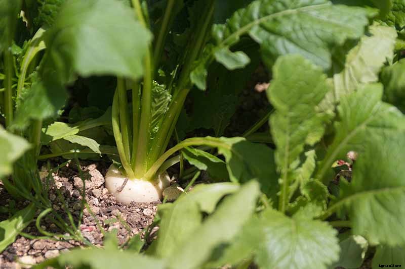How to Harvest Turnips