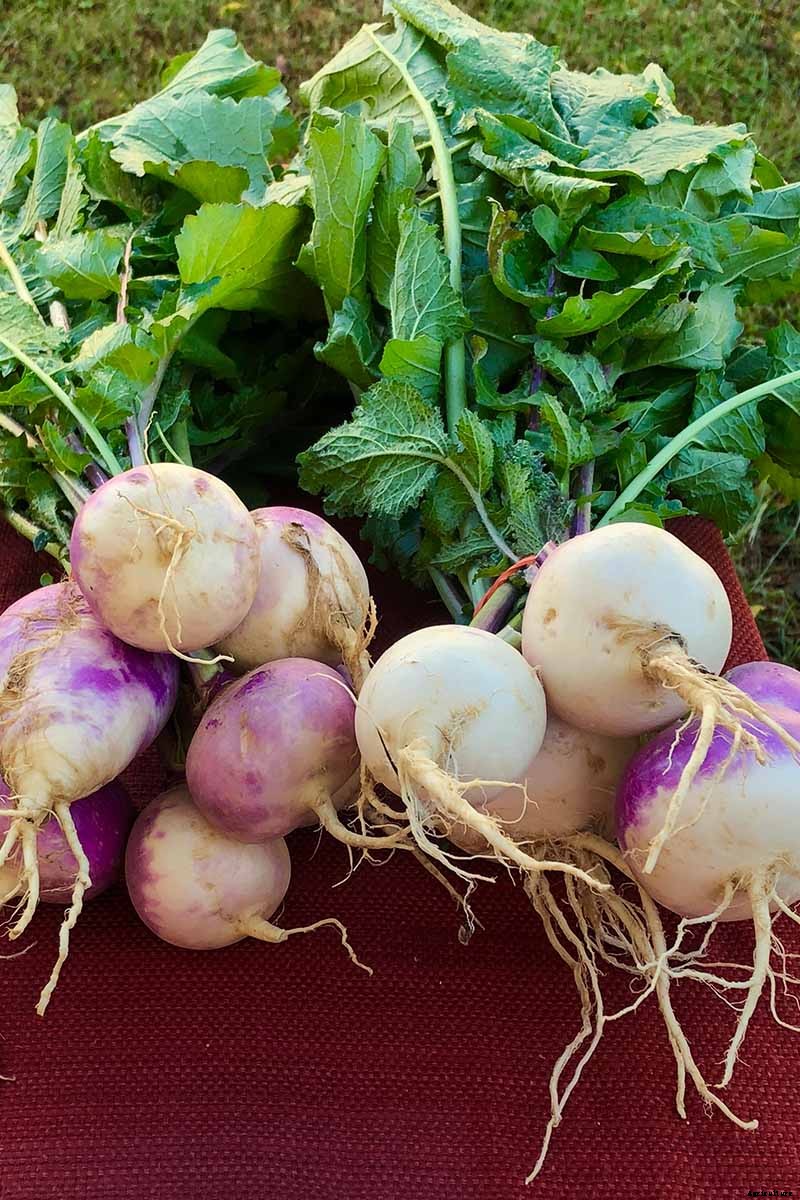 How to Harvest Turnips