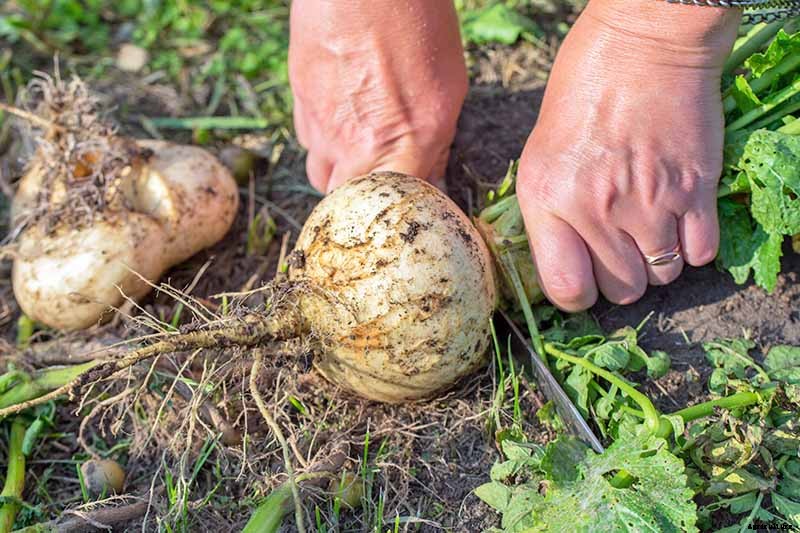 How to Harvest Turnips