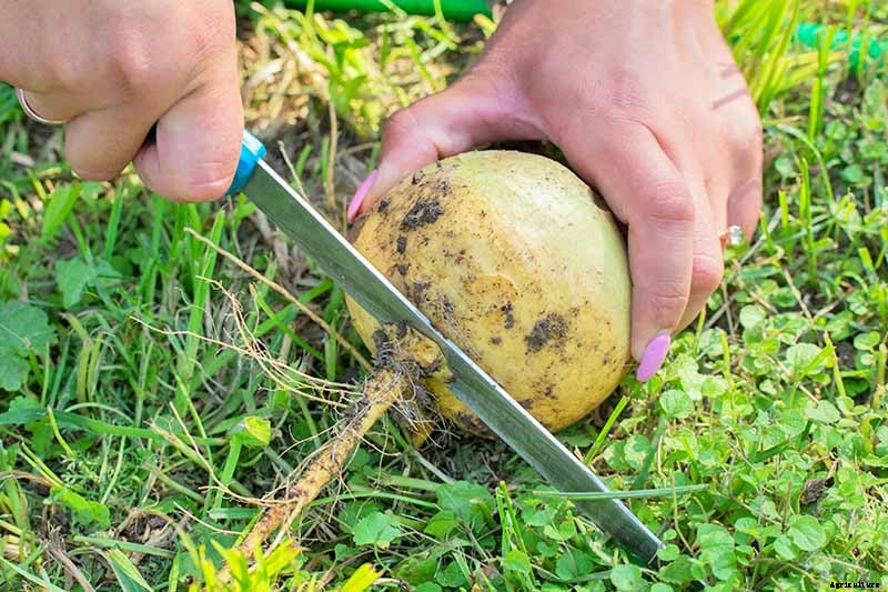 How to Harvest Turnips