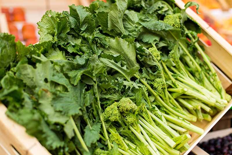 How to Harvest Turnips