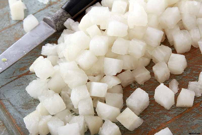 How to Harvest Turnips