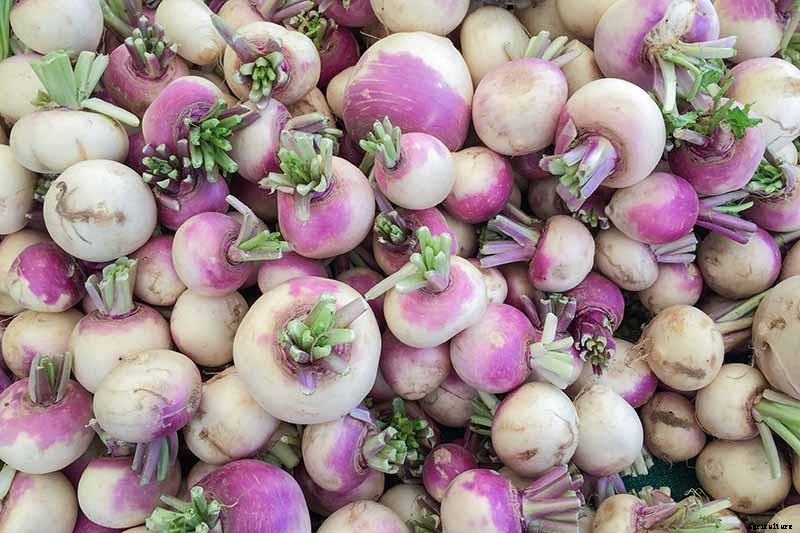 How to Harvest Turnips